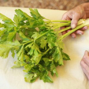 bio řapíkatý celer
