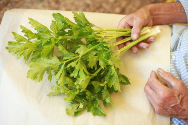 bio řapíkatý celer