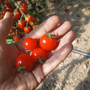 Bio koktejlová rajčata Liberec - Statek u Macháčků